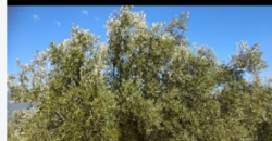 TIERRAS EN VENTA