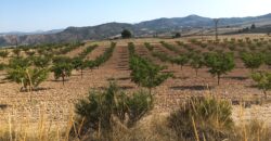 Finca y casa a la venta en la pedanía Fuente Higuera