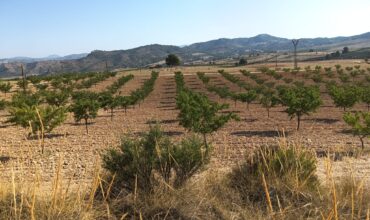 Finca y casa a la venta en la pedanía Fuente Higuera