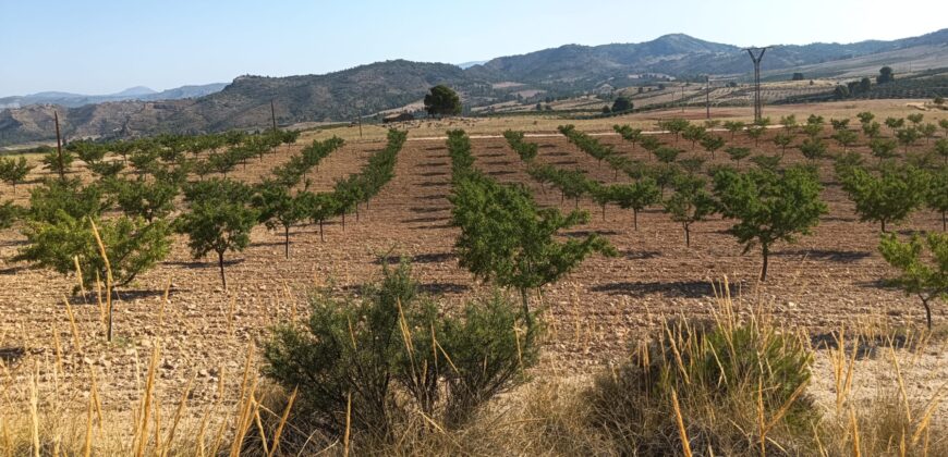 Finca y casa a la venta en la pedanía Fuente Higuera