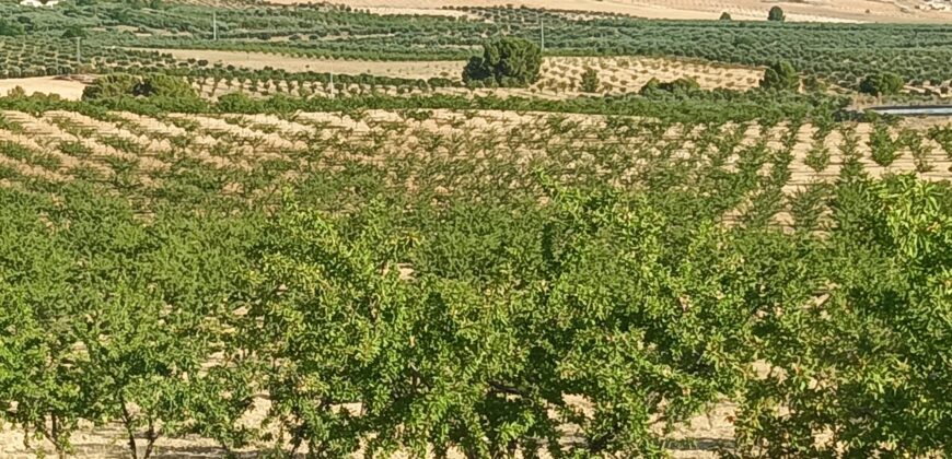 Finca y casa a la venta en la pedanía Fuente Higuera